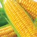 Corn husks