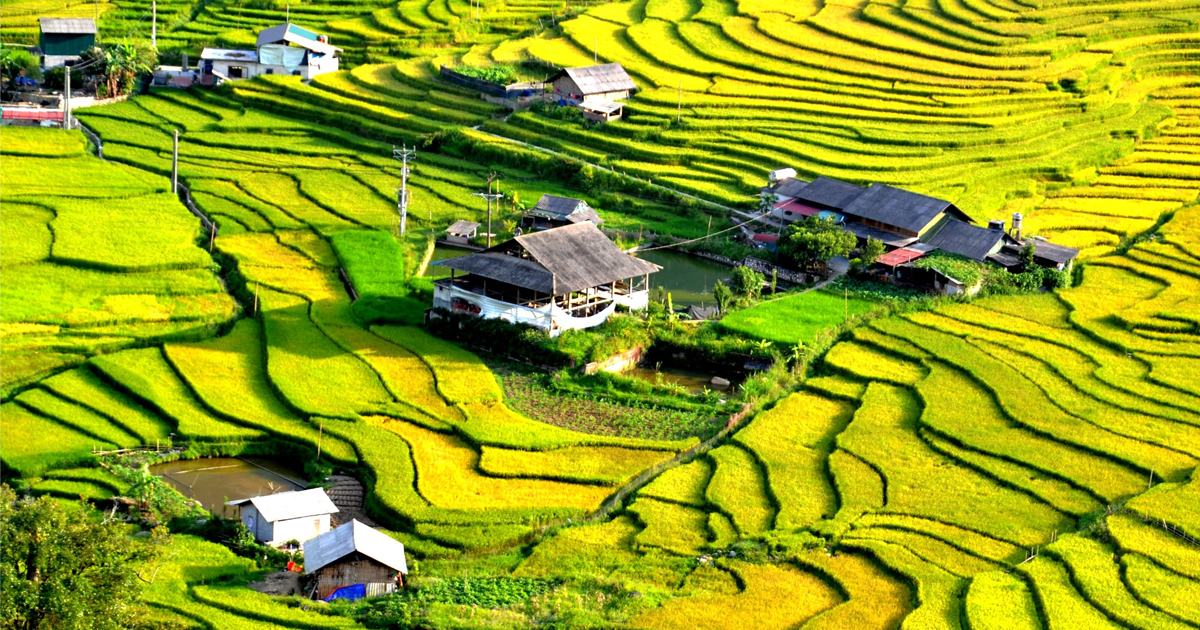 Viet Nam Rice Filed